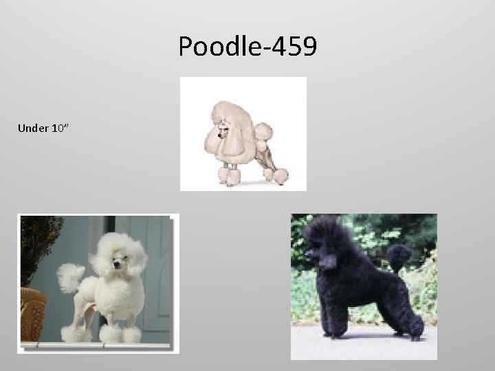 Poodle-459 Under 10” 