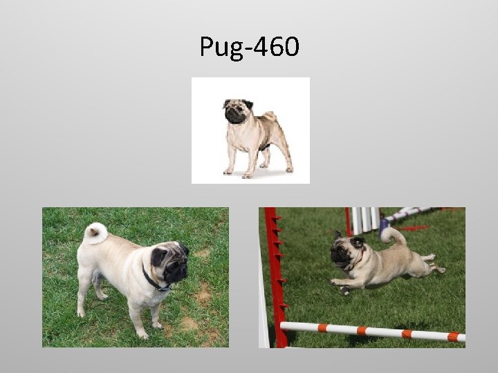 Pug-460 