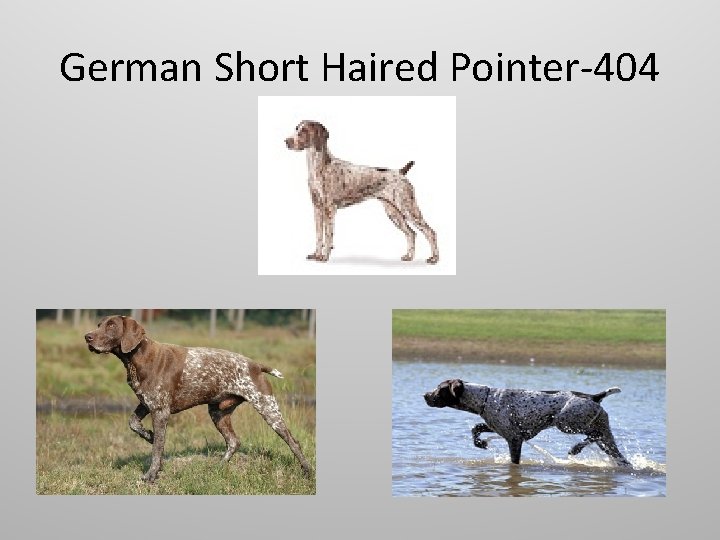 German Short Haired Pointer-404 
