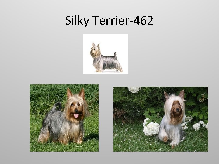 Silky Terrier-462 