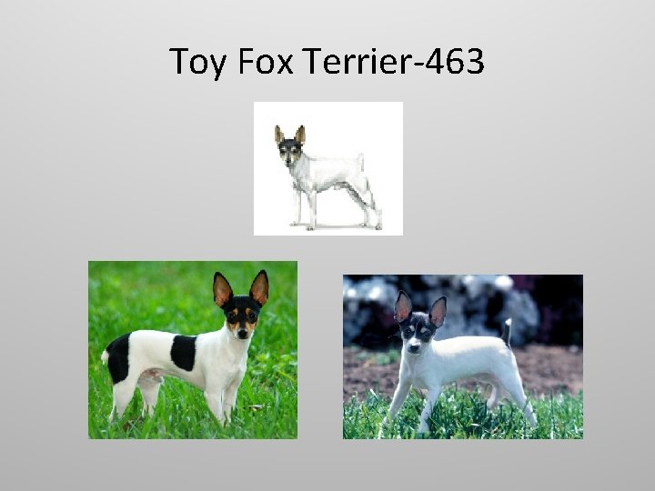 Toy Fox Terrier-463 