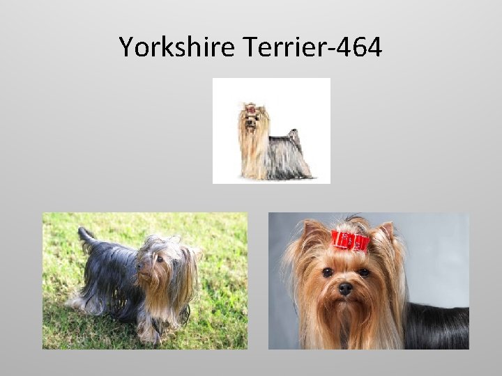 Yorkshire Terrier-464 