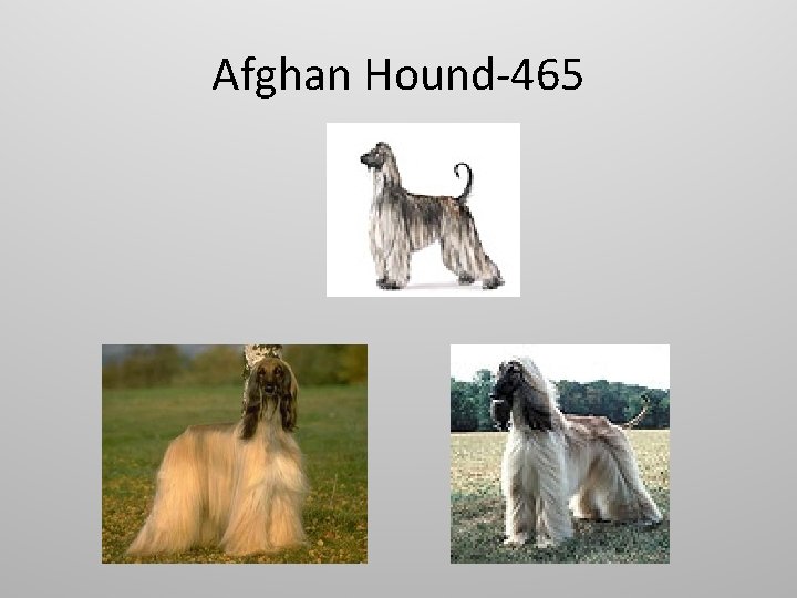 Afghan Hound-465 