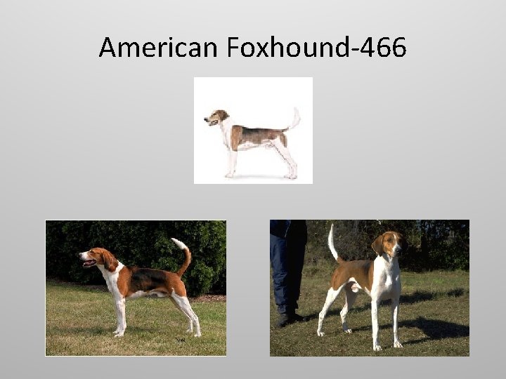 American Foxhound-466 