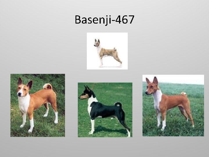 Basenji-467 