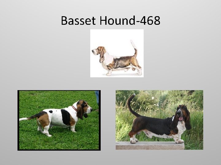 Basset Hound-468 