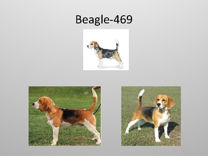 Beagle-469 