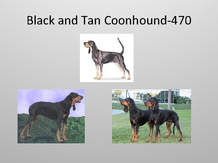 Black and Tan Coonhound-470 