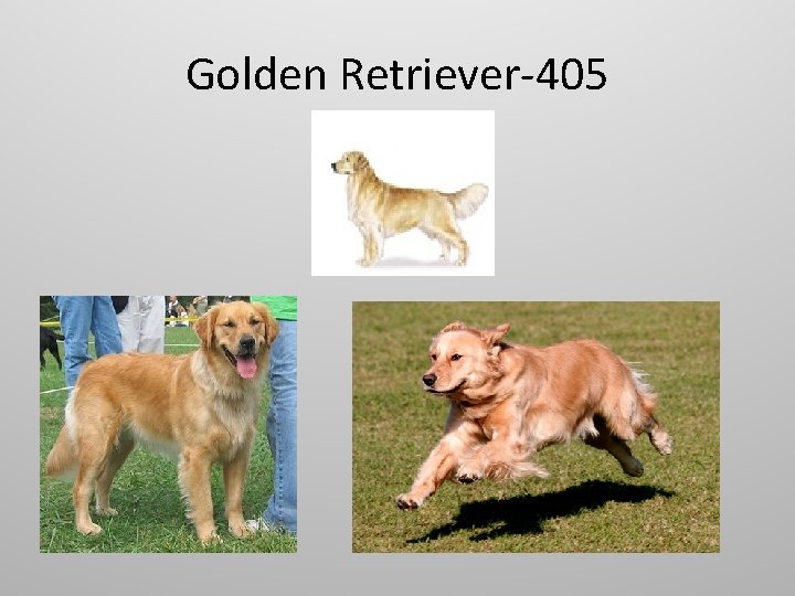 Golden Retriever-405 