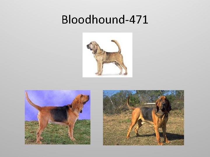 Bloodhound-471 