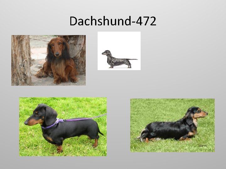 Dachshund-472 