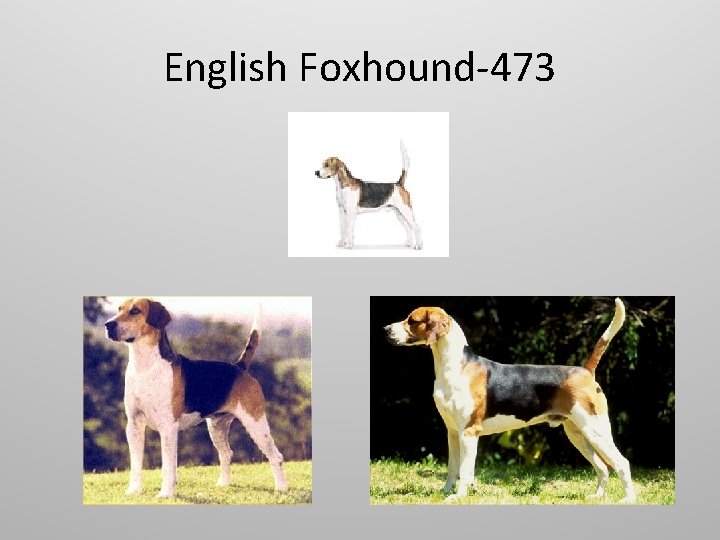 English Foxhound-473 