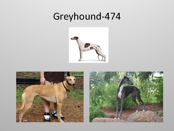 Greyhound-474 