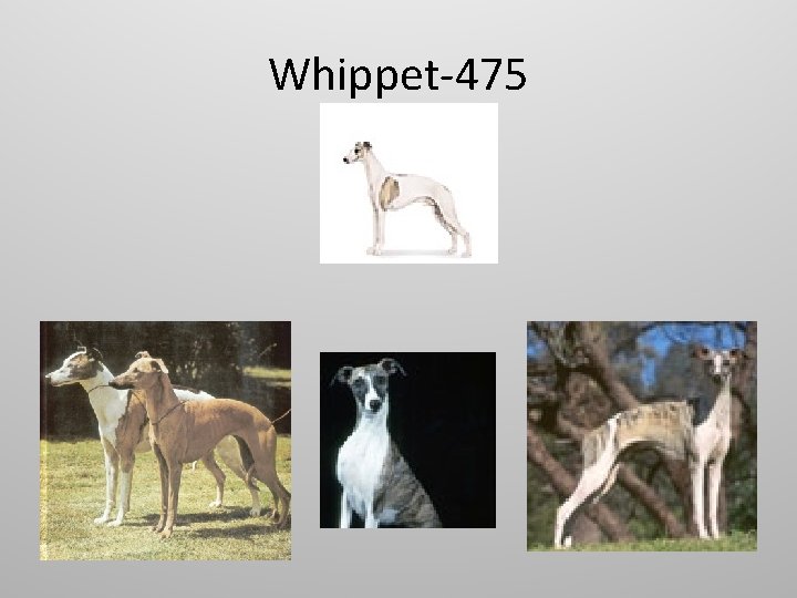 Whippet-475 