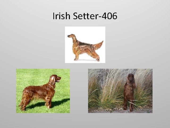 Irish Setter-406 