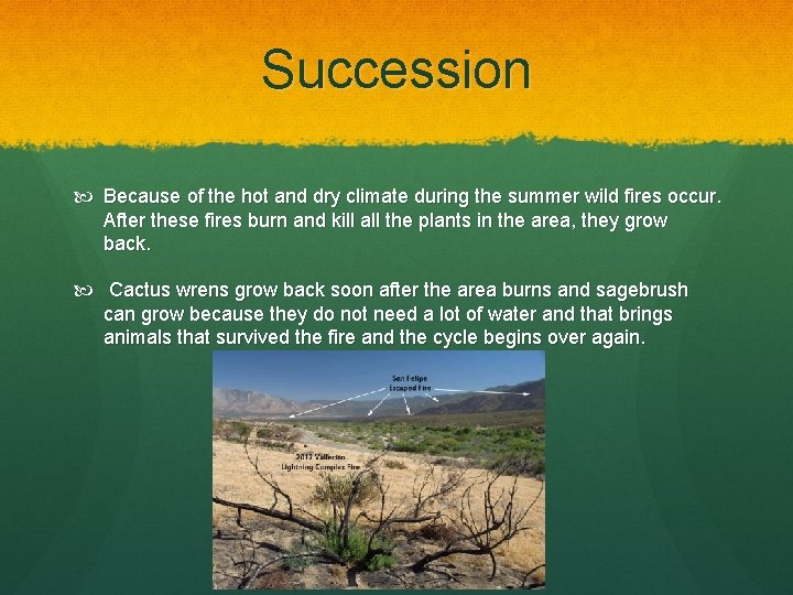 Succession Because of the hot and dry climate during the summer wild fires occur.