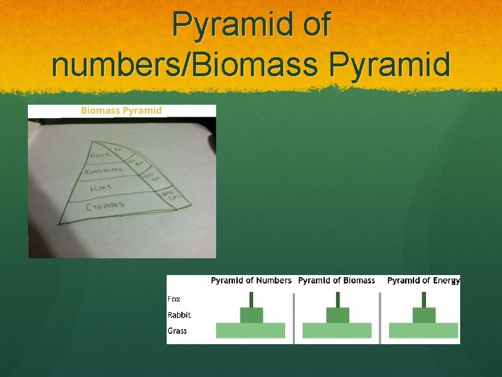 Pyramid of numbers/Biomass Pyramid 