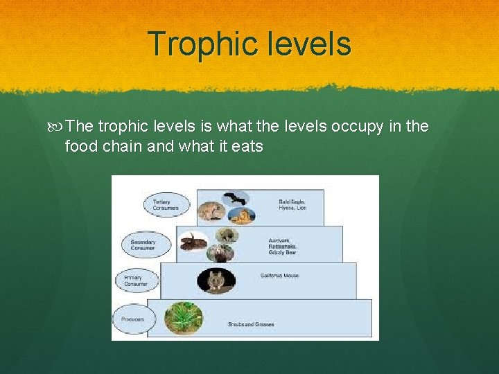 Trophic levels The trophic levels is what the levels occupy in the food chain