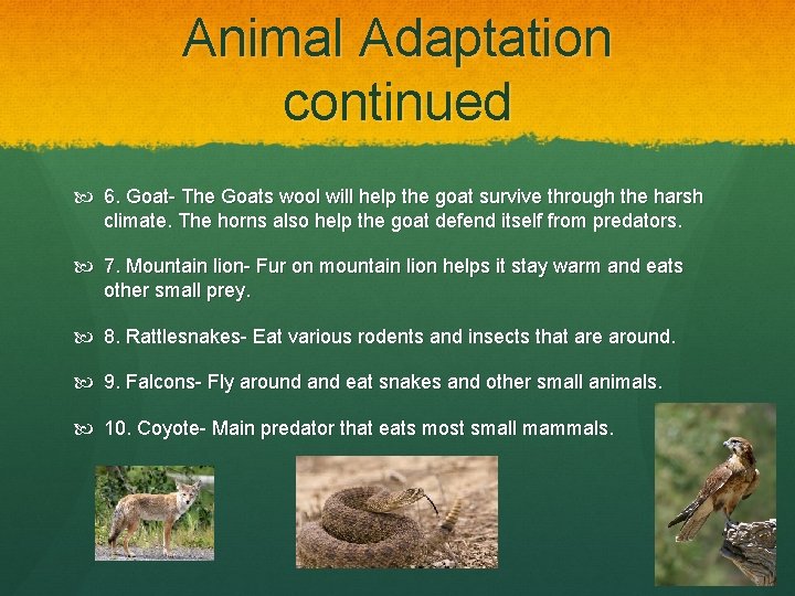 Animal Adaptation continued 6. Goat- The Goats wool will help the goat survive through