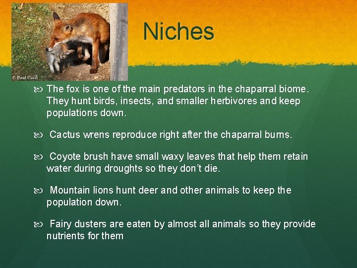 Niches The fox is one of the main predators in the chaparral biome. They