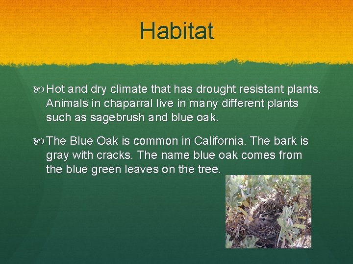 Habitat Hot and dry climate that has drought resistant plants. Animals in chaparral live