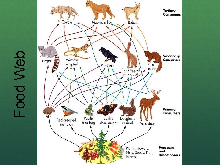 Food Web 