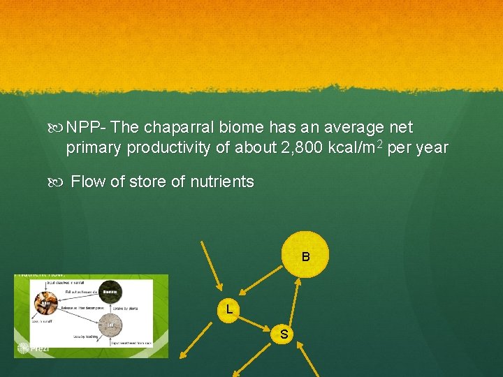  NPP- The chaparral biome has an average net primary productivity of about 2,