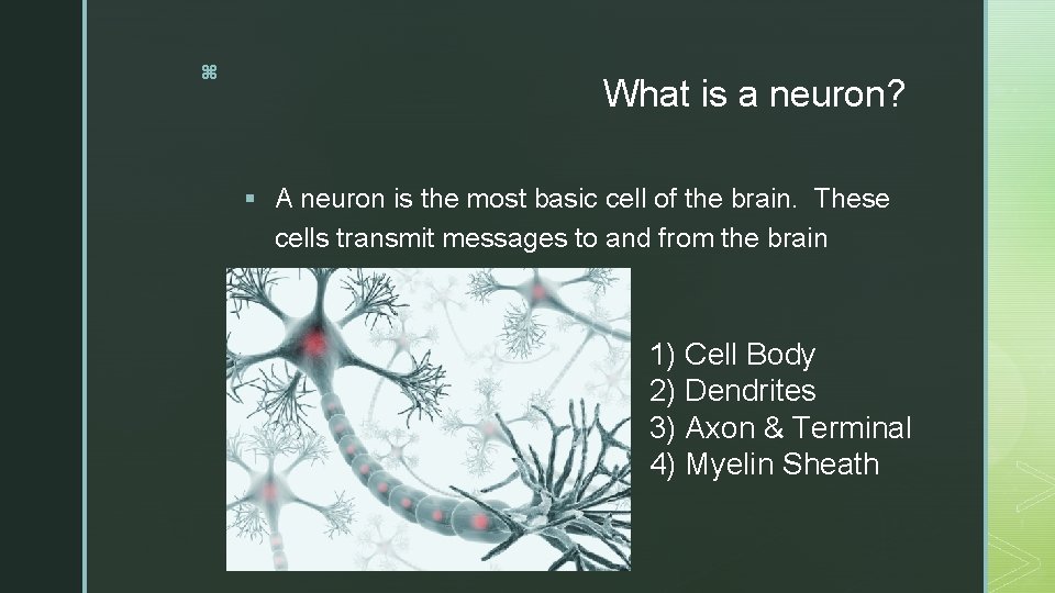 z What is a neuron? § A neuron is the most basic cell of