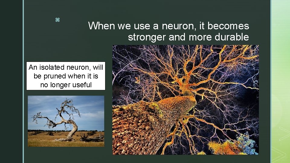 z When we use a neuron, it becomes stronger and more durable An isolated