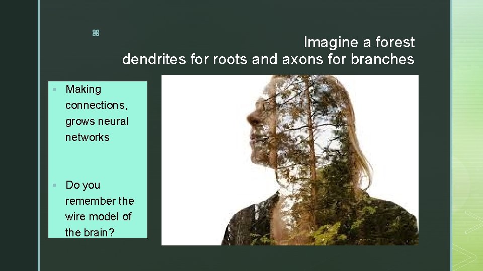 z Imagine a forest dendrites for roots and axons for branches § Making connections,