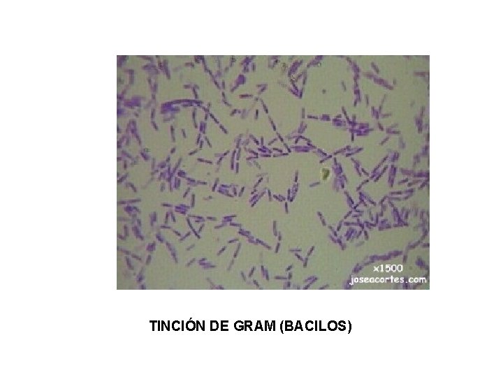 TINCIÓN DE GRAM (BACILOS) 