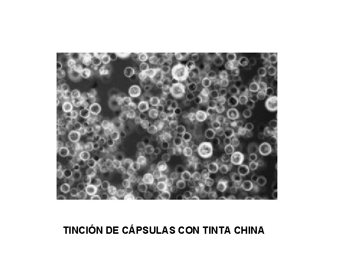 TINCIÓN DE CÁPSULAS CON TINTA CHINA 