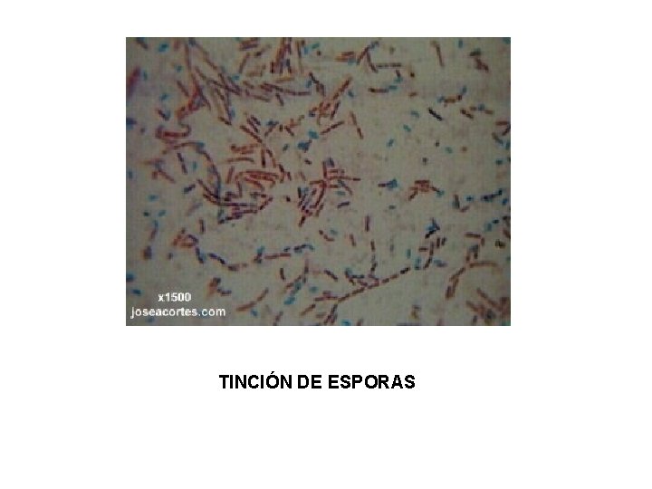 TINCIÓN DE ESPORAS 