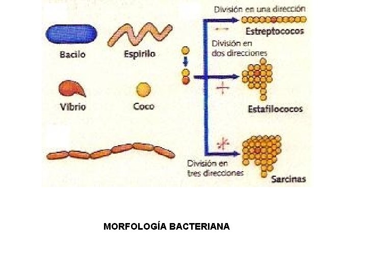 MORFOLOGÍA BACTERIANA 