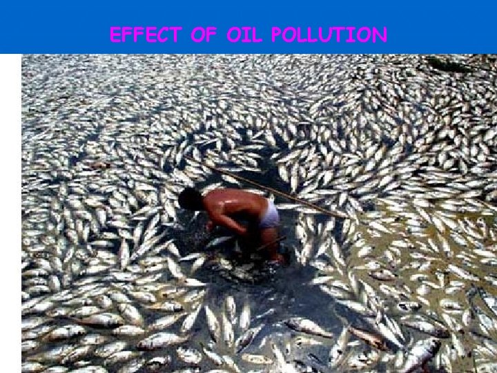 EFFECT OF OIL POLLUTION 