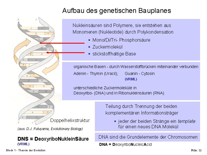 Aufbau des genetischen Bauplanes Nukleinsäuren sind Polymere, sie entstehen aus Monomeren (Nukleotide) durch Polykondensation