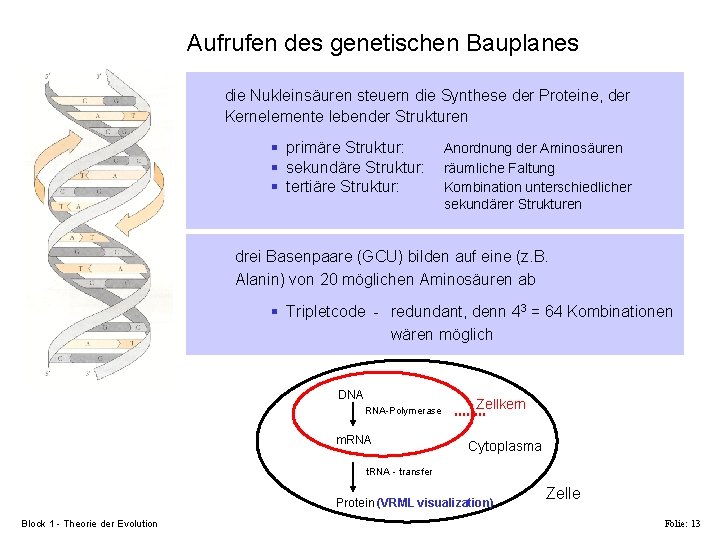 Aufrufen des genetischen Bauplanes die Nukleinsäuren steuern die Synthese der Proteine, der Kernelemente lebender