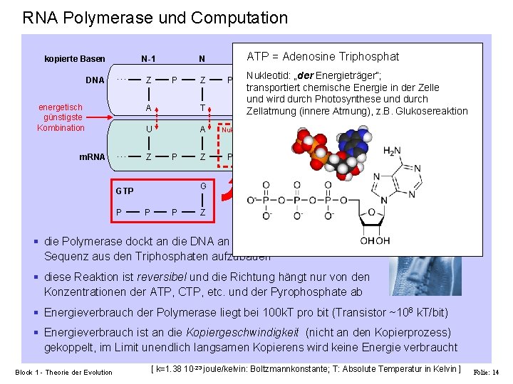 RNA Polymerase und Computation kopierte Basen DNA N-1 … energetisch günstigste Kombination m. RNA