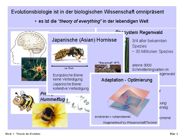 Evolutionsbiologie ist in der biologischen Wissenschaft omnipräsent § es ist die “theory of everything”
