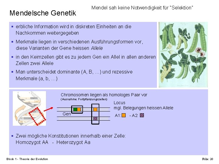 Mendelsche Genetik Mendel sah keine Notwendigkeit für “Selektion” § erbliche Information wird in diskreten