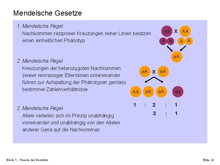 Mendelsche Gesetze 1. Mendelsche Regel Nachkommen reziproker Kreuzungen reiner Linien besitzen einheitlichen Phänotyp 2.