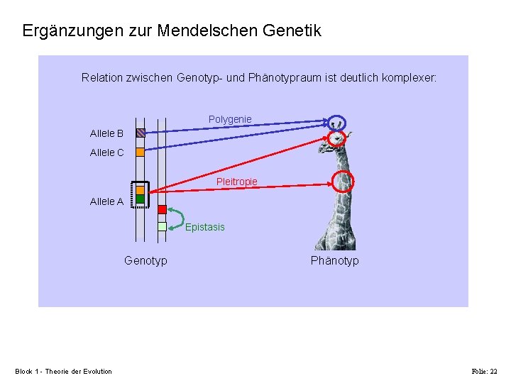 Ergänzungen zur Mendelschen Genetik Relation zwischen Genotyp- und Phänotypraum ist deutlich komplexer: Polygenie Allele