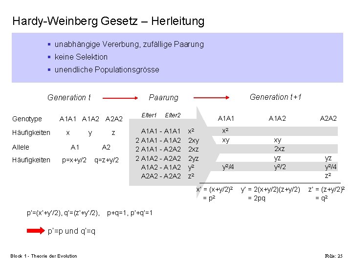 Hardy-Weinberg Gesetz – Herleitung § unabhängige Vererbung, zufällige Paarung § keine Selektion § unendliche