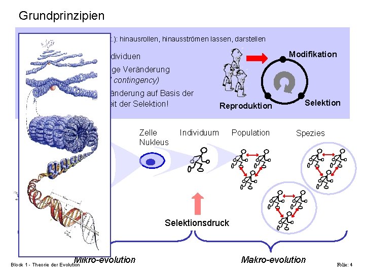 Grundprinzipien Evolution - evolvere (Lat. ): hinausrollen, hinausströmen lassen, darstellen Modifikation § Population von