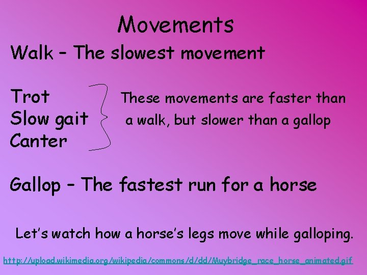 Movements Walk – The slowest movement Trot Slow gait Canter These movements are faster
