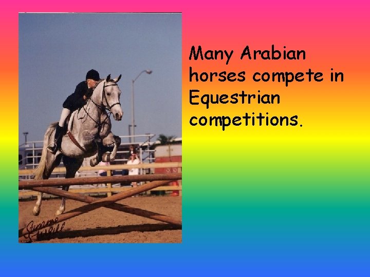 Many Arabian horses compete in Equestrian competitions. 