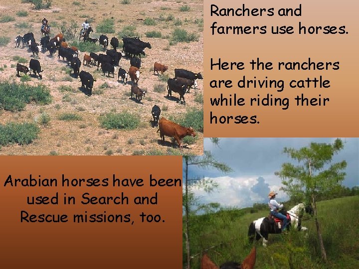 Ranchers and farmers use horses. Here the ranchers are driving cattle while riding their