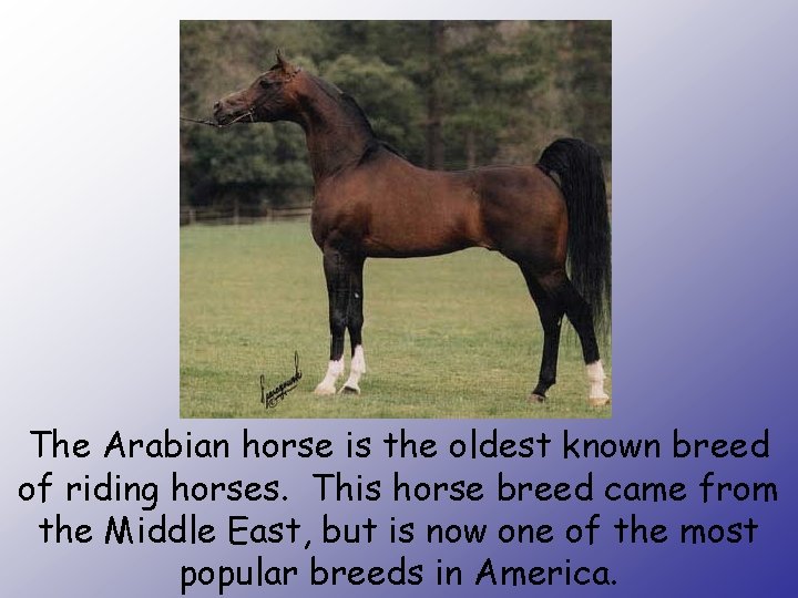 The Arabian horse is the oldest known breed of riding horses. This horse breed
