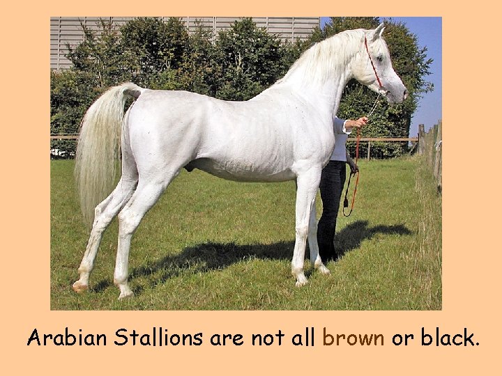 Arabian Stallions are not all brown or black. 