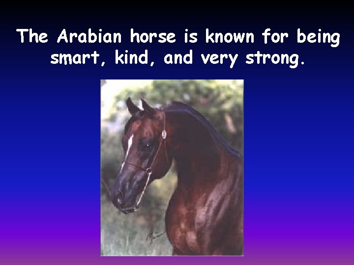 The Arabian horse is known for being smart, kind, and very strong. 